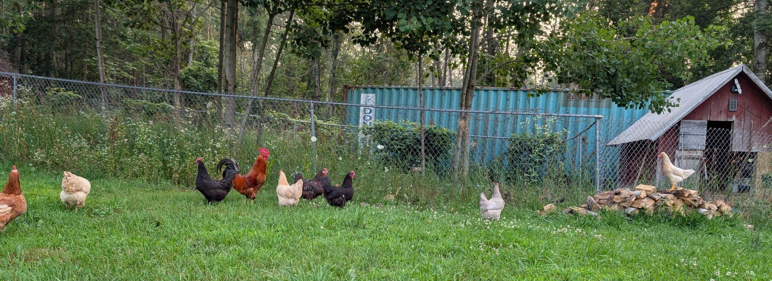 Read more about the article Meet the Chickens